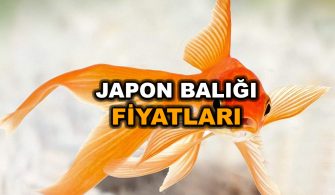 japon-baligi-fiyatlari
