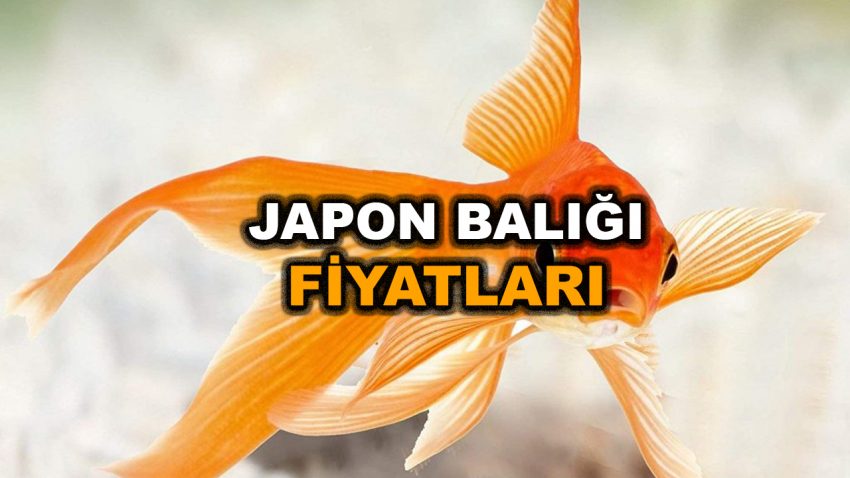 Japon Balığı Fiyatları Listesi 2023