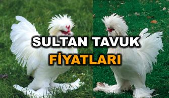 sultan-tavuk-fiyatlari