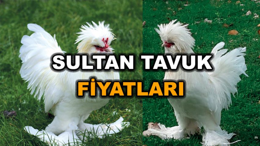 Sultan Tavuk Fiyatları 2023 – Sultan Civciv Fiyatı