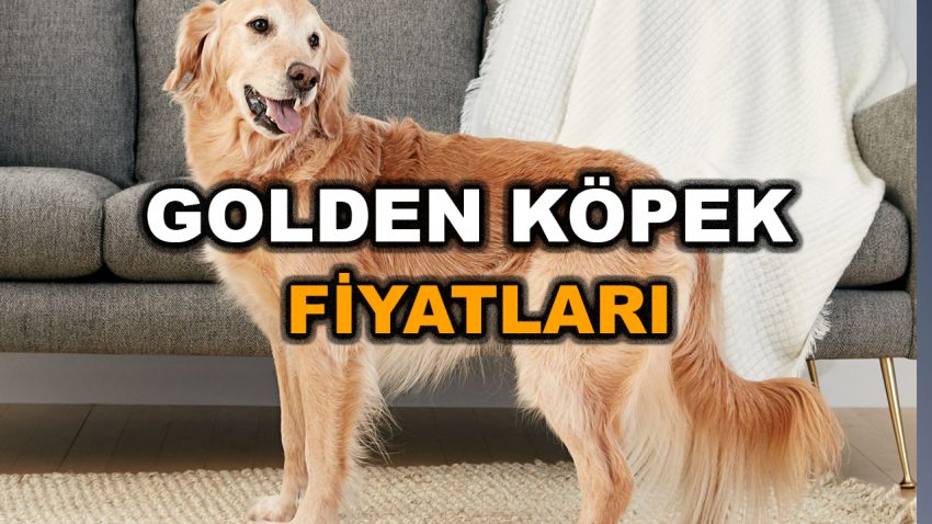 Golden Köpek Fiyatları 2023 – Golden Retriever Fiyatı